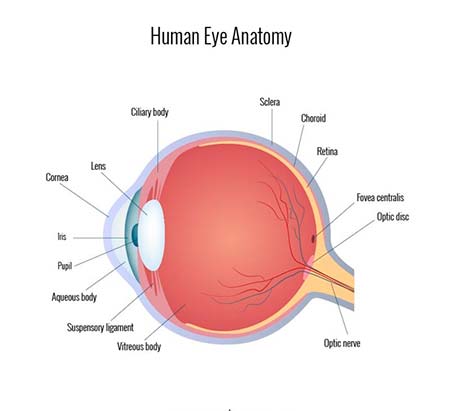 Parts Of The Eye Diagram