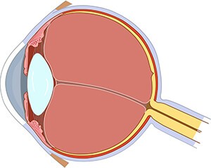 Optic Nerve