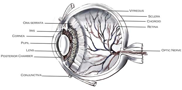 Ocular (Eyes) Anatomy